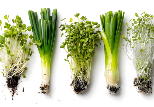 Frühlingszwiebeln und Microgreens mit Wurzeln auf weißem Hintergrund