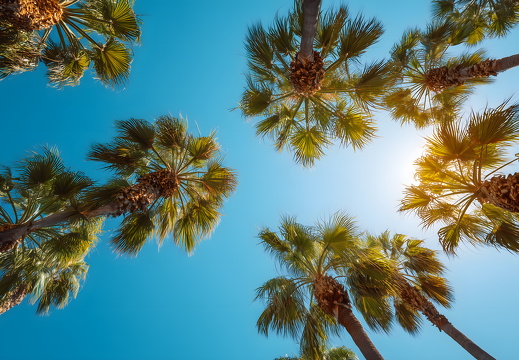 Palmen vor blauem Himmel mit Sonnenlicht von unten fotografiert