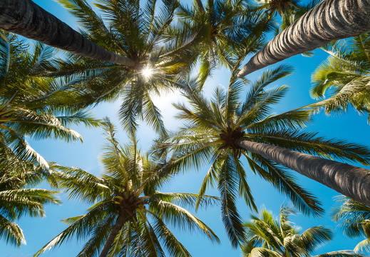 Kokospalmen unter strahlend blauem Himmel mit Sonnenlicht
