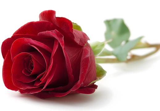 Rote Rose frontal auf weißem Hintergrund