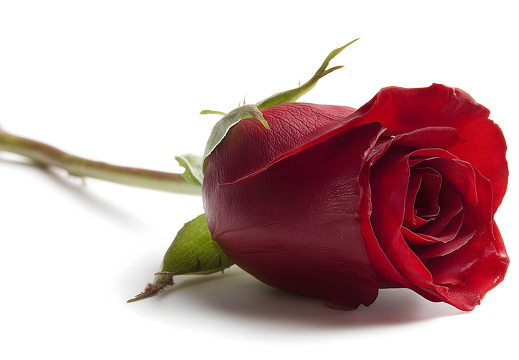 Rote Rose mit Stiel auf weißem Hintergrund